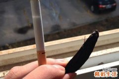 吃槟榔能戒烟吗 劝你不要使用这种办法