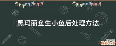 黑玛丽鱼生小鱼后处理方法