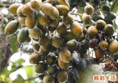 槟榔嚼多久吐掉 常吃槟榔有什么危害