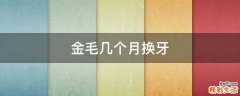 金毛几个月换牙