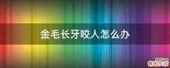 金毛长牙咬人怎么办