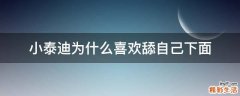 小泰迪为什么喜欢舔自己下面
