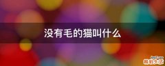 没有毛的猫叫什么