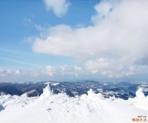4 南岭黄檀