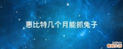 惠比特几个月能抓兔子