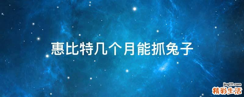 惠比特几个月能抓兔子