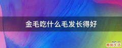 金毛吃什么毛发长得好