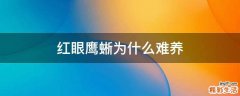 红眼鹰蜥为什么难养