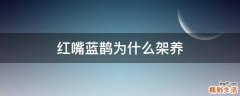 红嘴蓝鹊为什么架养