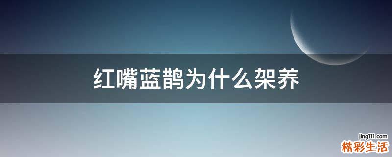 红嘴蓝鹊为什么架养