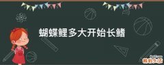 蝴蝶鲤多大开始长鳍