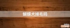 蝴蝶犬掉毛吗