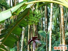 槟榔花有什么作用 槟榔花的功效
