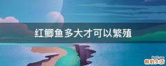 红鲫鱼多大才可以繁殖