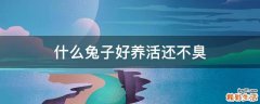 什么兔子好养活还不臭