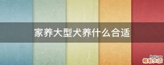 家养大型犬养什么合适