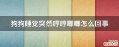 狗狗睡觉突然哼哼唧唧怎么回事