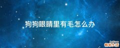 狗狗眼睛里有毛怎么办