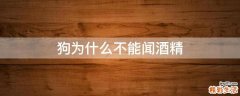 狗为什么不能闻酒精