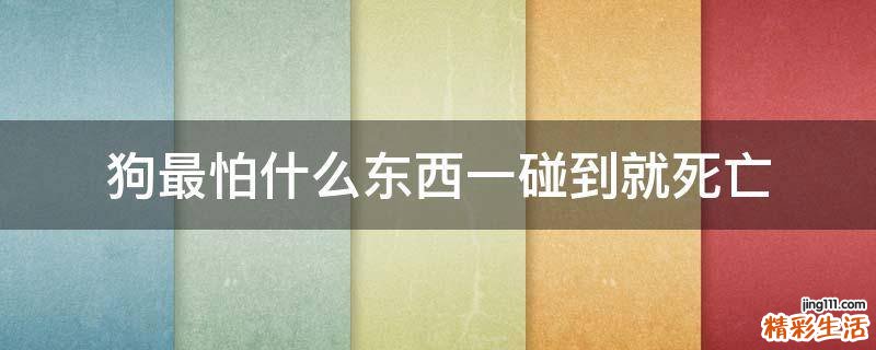 狗最怕什么东西一碰到就死亡