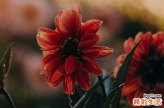 2023年今年中伏多少天,何时开始