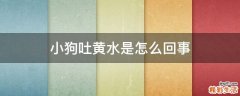 小狗吐黄水是怎么回事