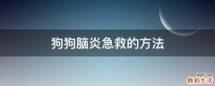 狗狗脑炎急救的方法