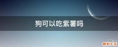 狗可以吃紫薯吗