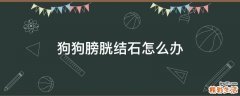狗狗膀胱结石怎么办