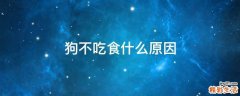 狗不吃食什么原因