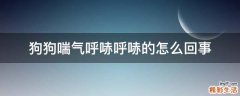 狗狗喘气呼哧呼哧的怎么回事