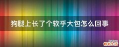 狗腿上长了个软乎大包怎么回事