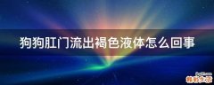狗狗肛门流出褐色液体怎么回事
