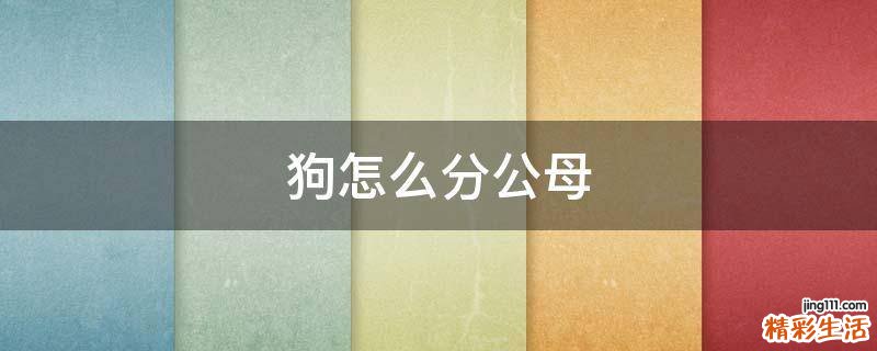 狗怎么分公母