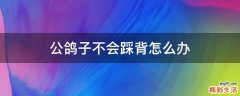 公鸽子不会踩背怎么办