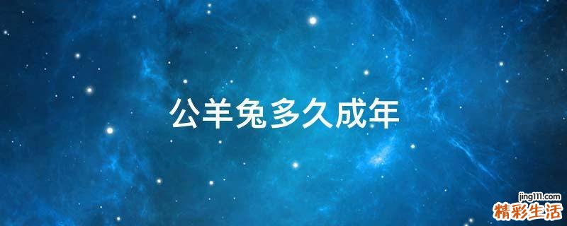 公羊兔多久成年