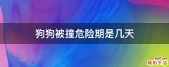 狗狗被撞危险期是几天