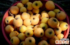 枇杷的功效与作用