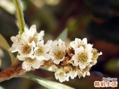 枇杷花的功效与作用