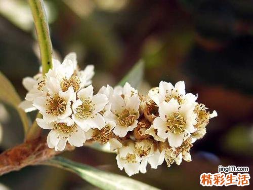 枇杷花的功效与作用