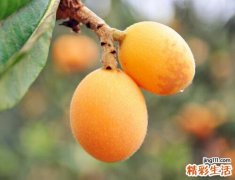 吃太多枇杷会怎么样 枇杷吃多了会怎么样