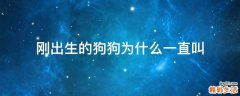 刚出生的狗狗为什么一直叫