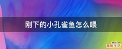 刚下的小孔雀鱼怎么喂