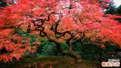 3 竹林标