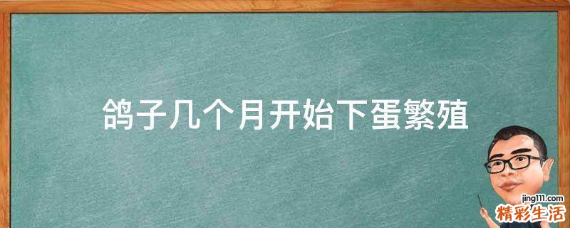 鸽子几个月开始下蛋繁殖