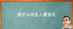 鸽子认识主人要多久