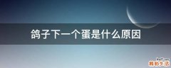鸽子下一个蛋是什么原因