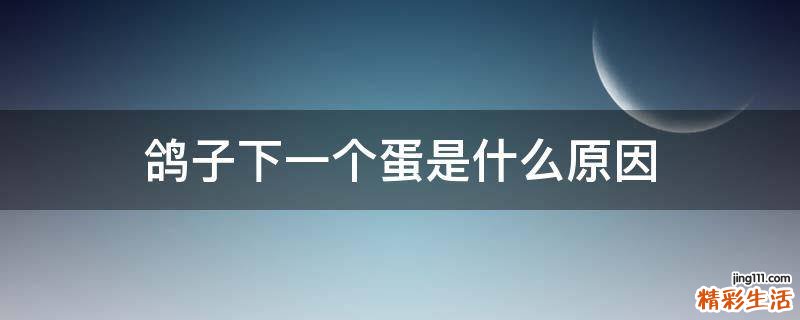 鸽子下一个蛋是什么原因