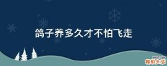 鸽子养多久才不怕飞走