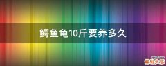 鳄鱼龟10斤要养多久